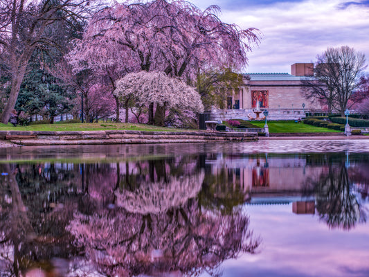 CLEVELAND PHOTOGRAPHY- CHERRY BLOSSOM SEV. HALL SHOT 40"X30"